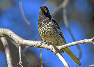 Regent Honeyeater (Anthochaera phrygia)