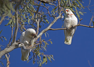 Long-billed Corella (Cacatua tenuirostris)
