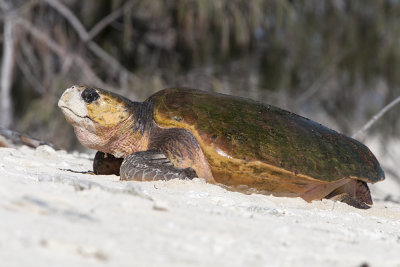 Sea Turtles (Cheloniidae)