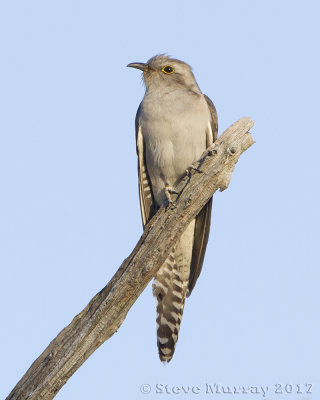 Pallid Cuckoo