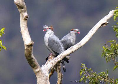 Topknot Pigeon