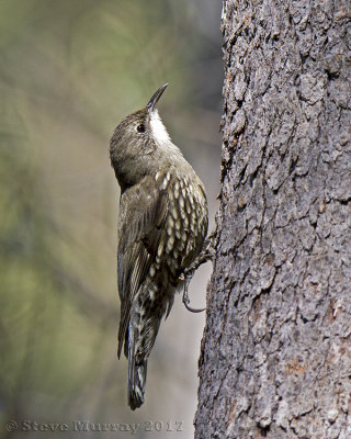 White-throated Treecreeper (Cormobates leucophaeus metastasis)