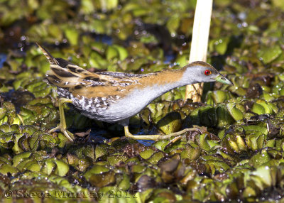 Baillon's Crake (Zapornia pusilla palustris)