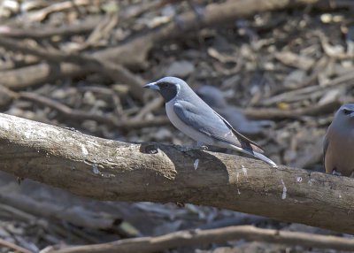 Masked Woodswallow (Artamus personatus)