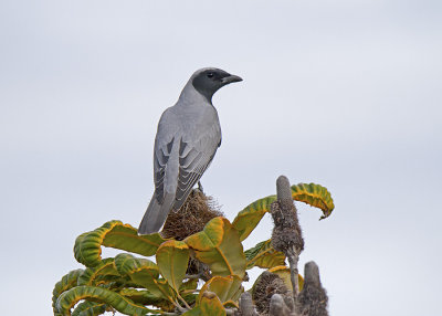 Black-faced Cuckooshrike (Coracina novaehollandiae melanops)
