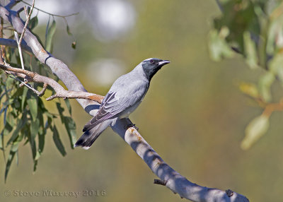 Black-faced Cuckooshrike (Coracina novaehollandiae melanops)