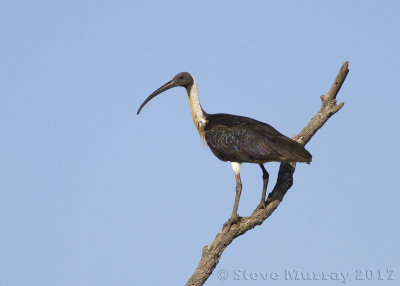 Straw-necked Ibis