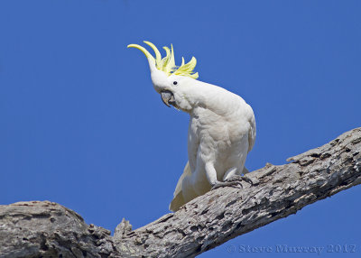 Sulphur-crested Cockatoo (cacatua galerita)