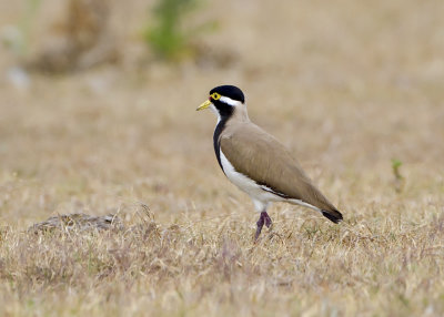 Banded Lapwing (Vanellus tricolor)