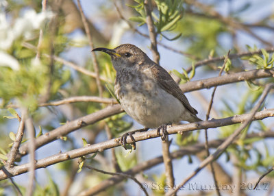 Black Honeyeater (Sugomel niger)