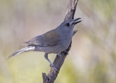 Grey Shrikethrush (Colluricincla harmonica)