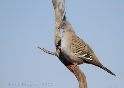 Crested Pigeon (Geophaps lophotes)