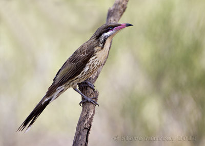 Spiny-cheeked Honeyeater (Acanthagenys rufogularis)