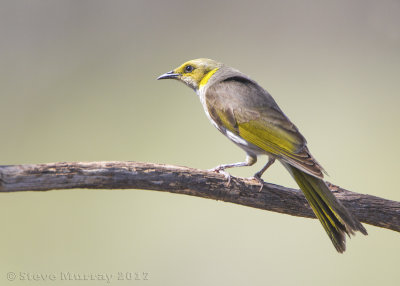 Yellow-plumed Honeyeater (Ptilotula ornatus)