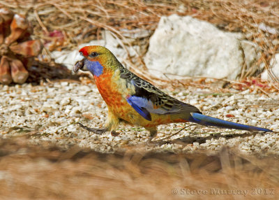 Crimson Rosella (Platycercus elegans fleurieuensis)