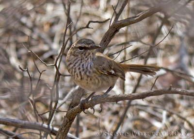 Shy Heathwren (Hylacola cauta cauta)