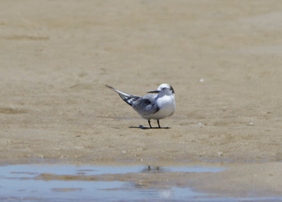 Aleutian Tern (Onychoprion aleuticus)