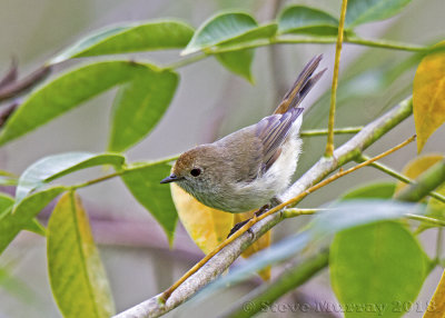 Brown Thornbill (Acanthiza pusilla)