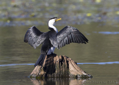 Little Pied Cormorant (Microcarbo melanoleucos)