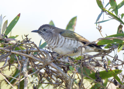 Shining Bronze Cuckoo (Chrysococcyx lucidus plagosus)