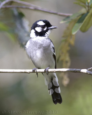 White-eared Monarch (Monarcha leucotis)