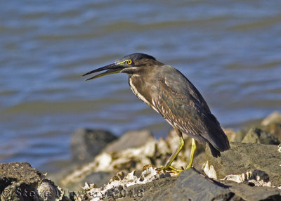 Striated Heron (Butorides striatus macrorhyncha)