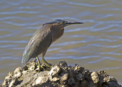 Striated Heron (Butorides striatus macrorhyncha)