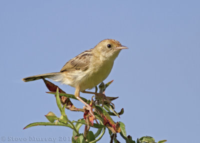 Golden-headed Cisticola (Cisticola exilis)