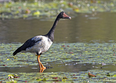 Magpie Goose (Anseranus semipalmata)