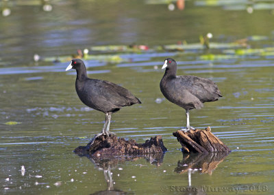 Eurasian Coot (Fulica atra australis)