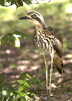 Bush Stone-curlew