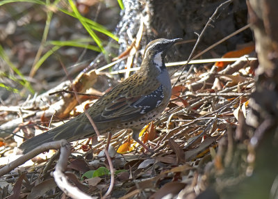 Spotted Quail-thrush (Cinclosoma punctatum)