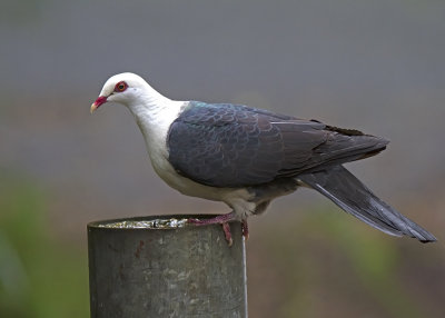 White-headed Pigeon (Columba leucomela)