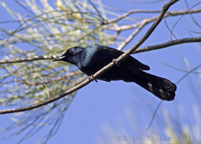 Shining Flycatcher (Myiagra alecto wardelli)