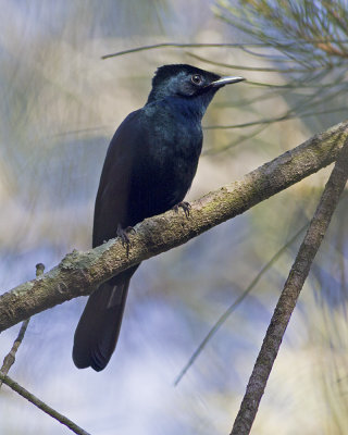 Shining Flycatcher (Myiagra alecto wardelli)