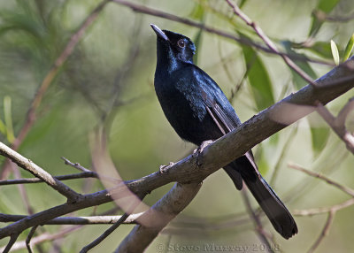 Shining Flycatcher (Myiagra alecto wardelli)