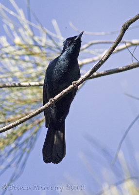 Shining Flycatcher (Myiagra alecto wardelli)