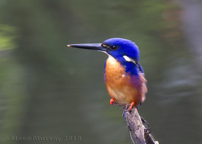 Azure Kingfisher (Alcedo azurea)