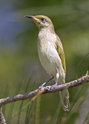 Brown Honeyeater (Lichmera indistincta ocularis)