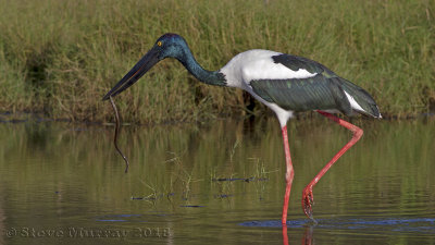 Black-necked Stork (Ephippiorhynchus asiaticus australis)