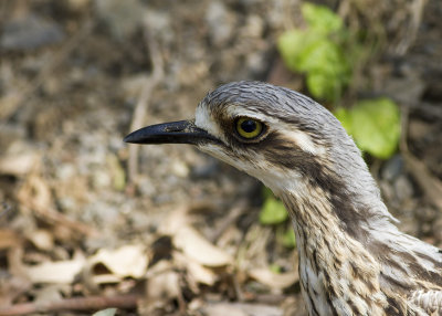 Bush Stone-Curlew (Burhinus grallarius)