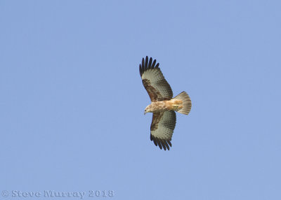 Brahminy Kite (Haliastur indus girrenera)