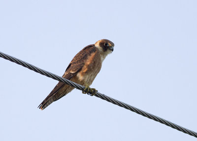 Australian Hobby (Falco longipennis)