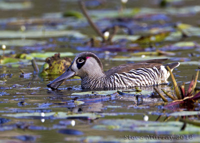 Pink-eared Duck (Malacprhynchus membranaceus)