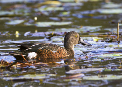 Australasian Shoveler (Spatula rhynchotis)