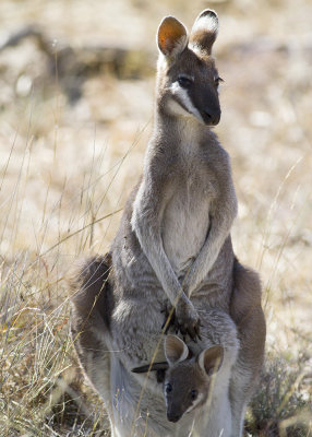 Whiptail Wallaby (Macropus parryi)