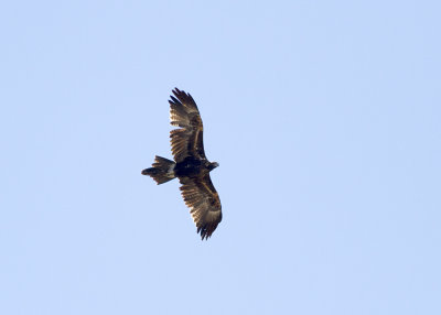 Wedge-tailed Eagle (Aquila audax)