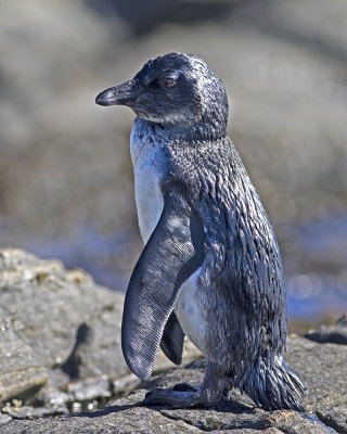 African Penguin (Speniscus demersus)