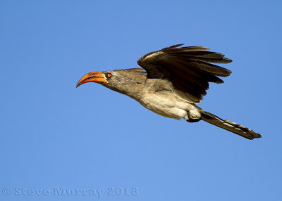 Hornbills (Bucerotidae)