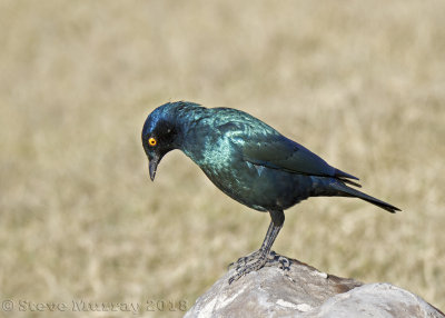 Cape Starling (Lamprotornis nitens)